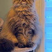 Tigrou a rejoint le concours — aidez-le/la à gagner de superbes lots ! blinds, cat, cat_tree, cozy, feline, fluffy_cat, fur, green_eyes, indoor, longhair, paws, perched, persian, pet, portrait, regal, scratching_post, sitting, whiskers, window