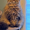 blinds, cat, cat_tree, cozy, feline, fluffy_cat, fur, green_eyes, indoor, longhair, paws, perched, persian, pet, portrait, regal, scratching_post, sitting, whiskers, window