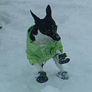 Hank is registered to the contest to win money with this photo: dog, snow, green_jacket, boots, winter, pet, animal, outdoor, cold, fur, walking, standing, black_and_white, canine, clothing, footwear, nature, frozen, weather, cute