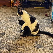 Sasha is registered to the contest to win money with this photo: cat, black_and_white_cat, black_cat, carpet, indoor, furniture, decor, figurine, toy, floor, pet, animal, hugging, comfort, cozy, home, domestic, cute, companionship, resting