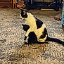 cat, black_and_white_cat, black_cat, carpet, indoor, furniture, decor, figurine, toy, floor, pet, animal, hugging, comfort, cozy, home, domestic, cute, companionship, resting