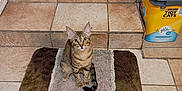 Kitty Mae Sunshine joined the competition — help win amazing prizes! animal, beige, brown, cat, container, curious, domestic, door, floor_mat, household, indoor, litter_box, looking_up, pet, rug, sitting, stairs, striped, tabby_cat, tile_floor