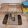 animal, beige, brown, cat, container, curious, domestic, door, floor_mat, household, indoor, litter_box, looking_up, pet, rug, sitting, stairs, striped, tabby_cat, tile_floor