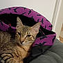 Kitty Mae Sunshine joined the competition — help win amazing prizes! animal, bat_pattern, black, blanket, cat, closeup, comfort, couch, cute, ears, eyes, feline, fur, indoor, pet, purple, relaxation, resting, tabby, whiskers