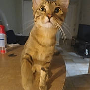 Kitty Mae Sunshine joined the competition — help win amazing prizes! alert, animal, cat, closeup, curious, domestic, ears, eyes, face, feline, floor, furniture, home, indoor, living_room, paw, pet, tabby, whiskers, wooden_surface