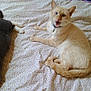 Miro participe au concours pour gagner de l'argent avec cette photo :