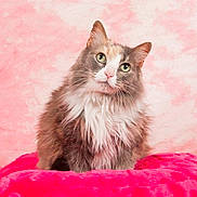 Lilly is registered to the contest to win money with this photo: