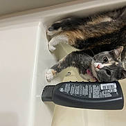 Raenessa is registered to the contest to win money with this photo: carnivore, cat, cat_supply, claw, domestic_short_haired_cat, felidae, fur, paw, pet_supply, photo_caption, room, small_to_medium_sized_cats, tail, whiskers
