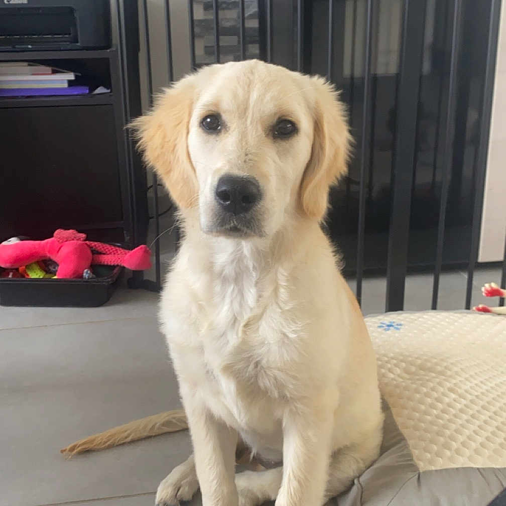 Nala participe au concours pour gagner de l'argent avec cette photo : animal, architecture, building, canine, couch, cushion, dog, furniture, goldenretriever, homedecor, hound, house, housing, indoors, labradorretriever, livingroom, pet, puppy, room, staircase