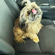 Treasure joined the competition — help win amazing prizes! dog, car_seat, tongue, fluffy, pet, animal, inside, vehicle, cute, fur, sitting, looking_up, small_dog, car_interior, seatbelt, playful, messy_hair, companion, domestic_animal, adorable