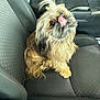 dog, car_seat, tongue, fluffy, pet, animal, inside, vehicle, cute, fur, sitting, looking_up, small_dog, car_interior, seatbelt, playful, messy_hair, companion, domestic_animal, adorable