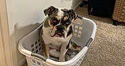 Mamba joined the competition — help win amazing prizes! dog, bulldog, pet, animal, sitting, laundry_basket, basket, indoor, living_room, carpet, couch, suitcase, wall, outlet, portrait, front_view, wrinkled_face, brown_and_white, funny, home