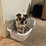 dog, bulldog, pet, animal, sitting, laundry_basket, basket, indoor, living_room, carpet, couch, suitcase, wall, outlet, portrait, front_view, wrinkled_face, brown_and_white, funny, home