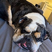 Mamba joined the competition — help win amazing prizes! dog, bulldog, pet, sleeping, resting, lying_down, bed, bedroom, indoor, home, wrinkled_face, black_white, brown, short_muzzle, floppy_ears, relaxed, cozy, portrait, domestic_animal, photograph