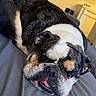 dog, bulldog, pet, sleeping, resting, lying_down, bed, bedroom, indoor, home, wrinkled_face, black_white, brown, short_muzzle, floppy_ears, relaxed, cozy, portrait, domestic_animal, photograph
