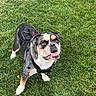 Mamba joined the competition — help win amazing prizes! dog, bulldog, pet, animal, outdoor, grass, lawn, harness, leash, standing, portrait, tongue, happy, alert, black_white, brown, short_hair, face, photograph, smartphone_screenshot