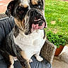 Mamba joined the competition — help win amazing prizes! dog, bulldog, pet, animal, portrait, sitting, outdoor, patio, chair, grass, garden, potted_plant, brick_wall, cushion, wrinkles, open_mouth, tongue, white_chest, brindle_coat, photograph