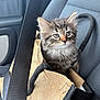 Princess is registered to the contest to win money with this photo: cat, kitten, pet, animal, fur, whiskers, eyes, ears, tote_bag, bag_handle, car_seat, seat_belt, vehicle_interior, close_up, portrait, adorable, travel, fabric, texture, sitting