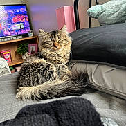 Princess joined the competition — help win amazing prizes! cat, tabby_cat, long_hair, pet, indoor, bed, pillow, blanket, tail, whiskers, sleepy, cozy, furniture, television, shelf, plush_toy, room, home, closeup, fur