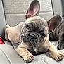 adorable, animal, car_seat, close_up, companion, curious, cute, dog, ears, french_bulldog, fur, indoor, looking, lying_down, mammal, pet, puppy, resting, seatbelt, young