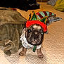 Nala joined the competition — help win amazing prizes! animal, bed, blanket, costume, cozy, cute, dog, elf_hat, festive, french_bulldog, hat, holiday, home, indoor, looking_at_camera, pet, pillow, puppy, small_dog, texture