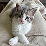 kitten, cat, pet, animal, feline, cute, soft_blanket, paws, whiskers, indoors, cozy, relaxing, table, mug, drink, snack, fur, comfort, curious, lying_down