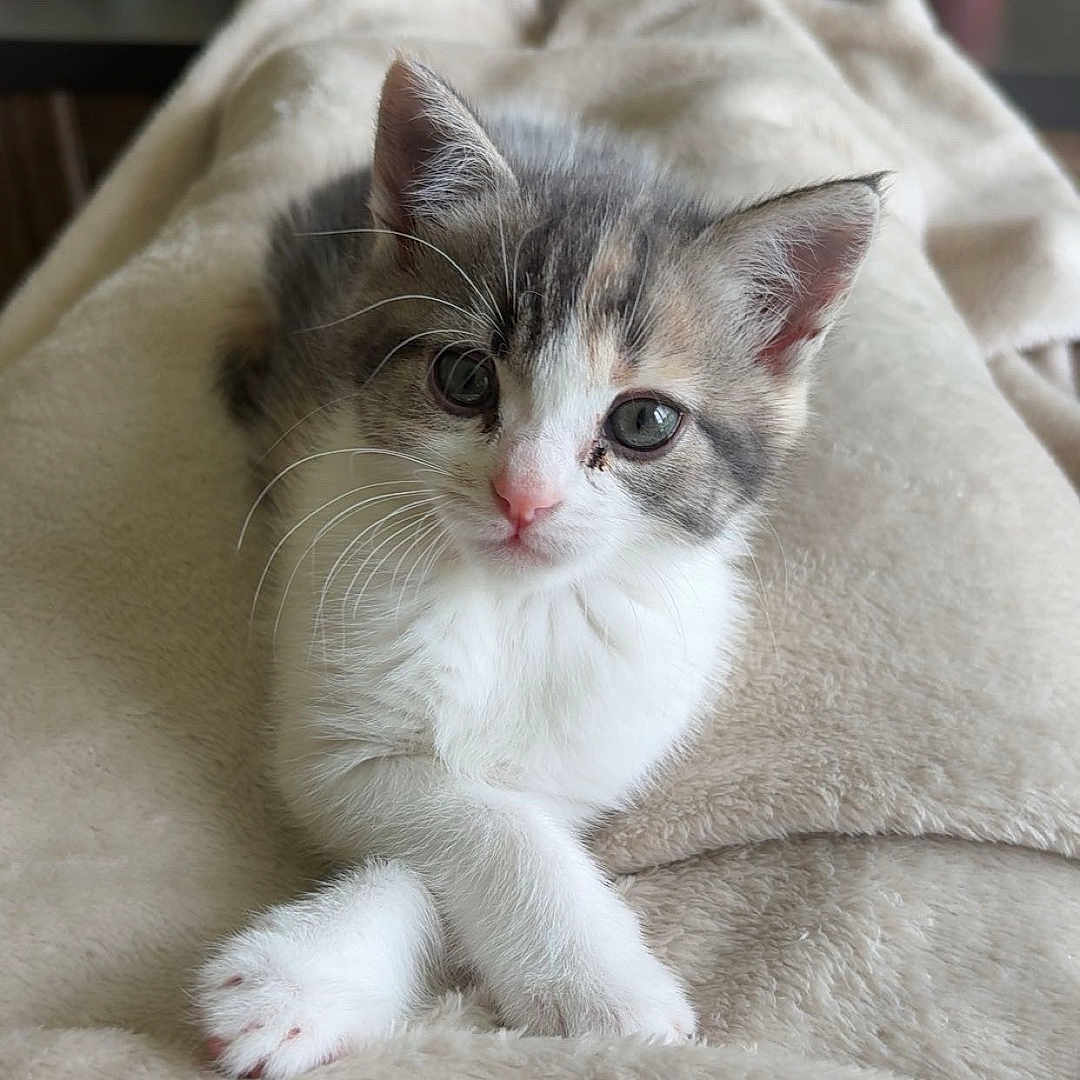 Lana participe au concours pour gagner de l'argent avec cette photo : animal, cat, comfort, cozy, curious, cute, drink, feline, fur, indoors, kitten, lying_down, mug, paws, pet, relaxing, snack, soft_blanket, table, whiskers