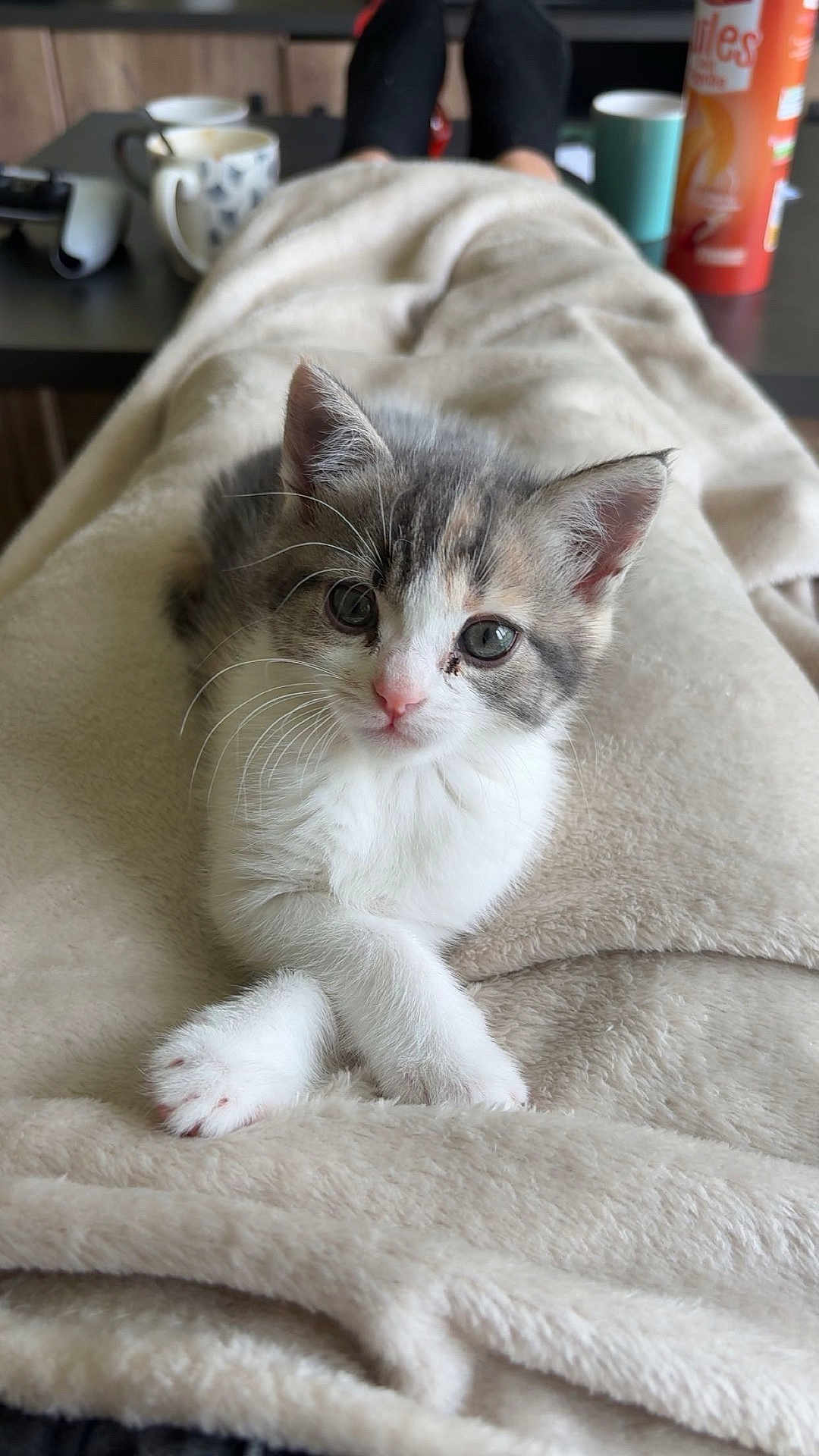 Lana participe au concours pour gagner de l'argent avec cette photo : kitten, cat, pet, animal, feline, cute, soft_blanket, paws, whiskers, indoors, cozy, relaxing, table, mug, drink, snack, fur, comfort, curious, lying_down
