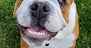 Magoo is registered to the contest to win money with this photo: puppy, dog, bulldog, smiling, grass, outdoor, pet, cute, happy, animal, young_dog, brown_and_white, looking_up, sitting, shoe, footwear, close_up, playful, friendly, canine