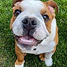 puppy, dog, bulldog, smiling, grass, outdoor, pet, cute, happy, animal, young_dog, brown_and_white, looking_up, sitting, shoe, footwear, close_up, playful, friendly, canine