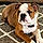 Magoo
