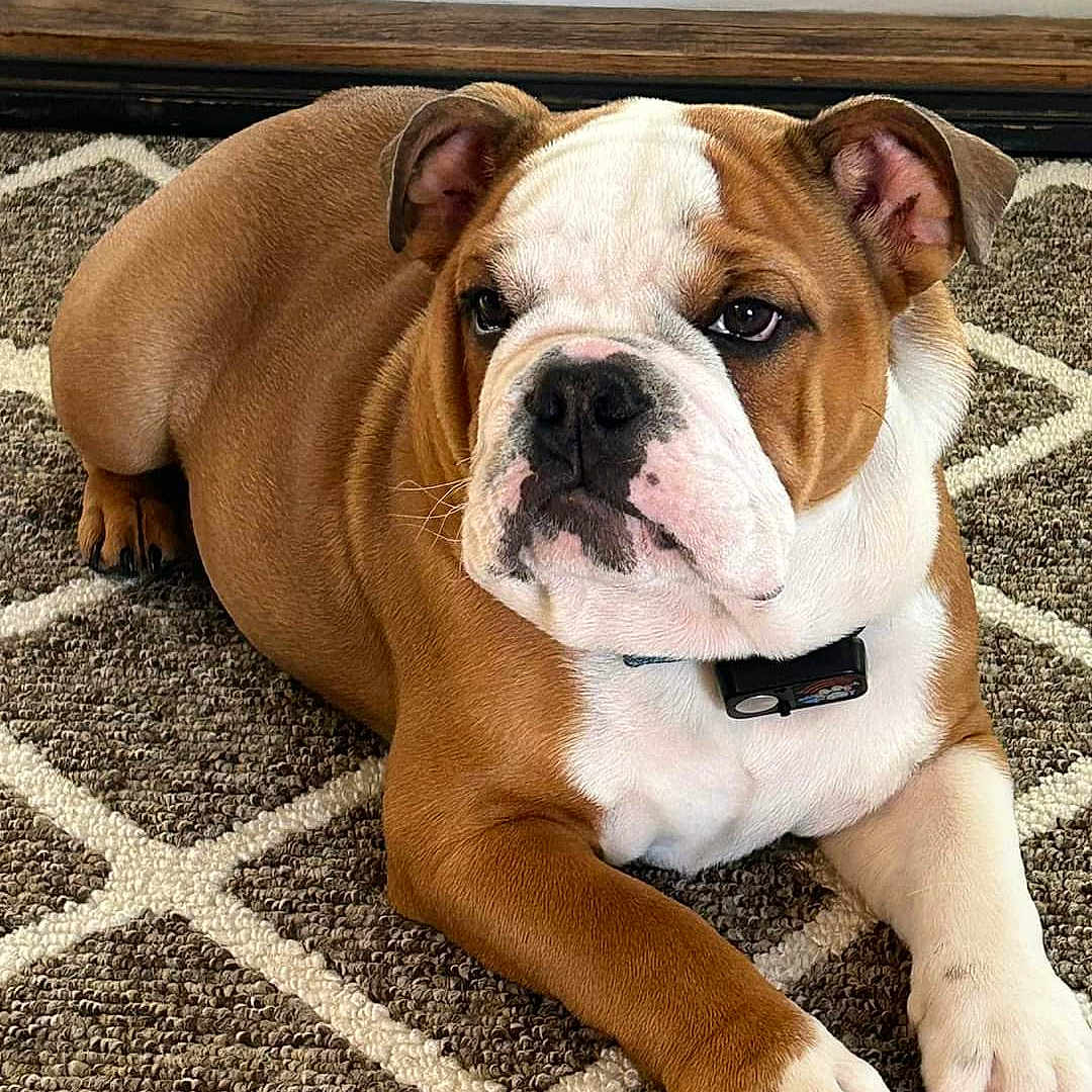 Magoo