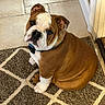 Magoo is registered to the contest to win money with this photo: bulldog, puppy, dog, pet, indoor, floor, rug, brown, white, cute, sitting, looking_up, fur, collar, ears, nose, tile, adorable, companion, animal
