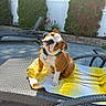 Magoo joined the competition — help win amazing prizes! bulldog, puppy, dog, outdoor, lounge_chair, towel, yellow, white, patio, tiles, greenery, shrub, fence, sunlight, pet_collar, pink_flamingo, flower_pot, summer, cute, head_tilt