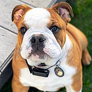 Magoo is registered to the contest to win money with this photo: bulldog, puppy, dog, pet, collar, tag, grass, outdoor, cute, animal, canine, brown_and_white, floppy_ears, young_dog, close_up, looking_up, sitting, wooden_deck, adorable, portrait