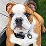 bulldog, puppy, dog, pet, collar, tag, grass, outdoor, cute, animal, canine, brown_and_white, floppy_ears, young_dog, close_up, looking_up, sitting, wooden_deck, adorable, portrait