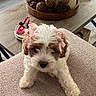 Lola is registered to the contest to win money with this photo: puppy, dog, small_dog, fluffy, white_fur, brown_fur, pink_bows, pet, sitting, chair, cushion, indoor, living_room, coffee_table, table_decor, vase, flowers, candles, home_decor, portrait