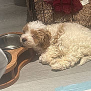 Lola joined the competition — help win amazing prizes! dog, puppy, sleeping, fluffy, curly_fur, white_fur, brown_fur, pet, animal, indoor, crate, blanket, dog_bowl, water_bowl, food_bowl, couch, cozy, resting, nap, home