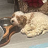 dog, puppy, sleeping, fluffy, curly_fur, white_fur, brown_fur, pet, animal, indoor, crate, blanket, dog_bowl, water_bowl, food_bowl, couch, cozy, resting, nap, home