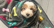 Lola joined the competition — help win amazing prizes! puppy, dog, pet, fluffy, small_dog, brown_and_white, sleepy, cozy, blanket, wrapped, paw_prints, portrait, indoor, floor, tile, cute, face, animal, warm, snuggling