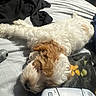 Lola joined the competition — help win amazing prizes! dog, puppy, sleeping, lying_down, fluffy, white_fur, brown_fur, pet, bed, bedroom, blanket, sunlight, relaxed, nap, indoor, controller, gaming, playstation, cozy, animal