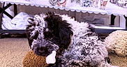 Stormy joined the competition — help win amazing prizes! black_and_white, bone_toy, carpet, chewing, cozy, curly_hair, cute, decor, dog, furniture, holiday_theme, home, indoor, laying_down, pet, plush_toy, puppy, reindeer, tablecloth, winter