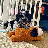 Stormy is registered to the contest to win money with this photo: animal, baby_gate, black_and_white, carpet, curly_fur, cute, dog, domestic, floor, furniture, household, indoor, pet, pet_accessory, playful, relaxed, smiling, stuffed_toy, tongue_out, toy