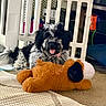 animal, baby_gate, black_and_white, carpet, curly_fur, cute, dog, domestic, floor, furniture, household, indoor, pet, pet_accessory, playful, relaxed, smiling, stuffed_toy, tongue_out, toy