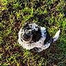 Stormy joined the competition — help win amazing prizes! adorable, animal, black_and_white, canine, collar, curly_fur, cute, dog, fur, grass, ground, looking_up, nature, outdoor, pet, playful, puppy, small, sunlight, young