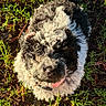 Stormy is registered to the contest to win money with this photo: adorable, animal, black_and_white, close_up, collar, curly_fur, cute, dog, earth, fluffy, fur, grass, looking_up, nature, outdoor, pet, playful, puppy, sunlight, young_dog