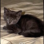 Mittens is registered to the contest to win money with this photo: animal, bed, blanket, cat, cozy, cute, domestic_cat, feline, fur, gray_cat, indoor, kitten, looking, pet, portrait, resting, sleepy, small, whiskers, young_cat