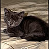 animal, bed, blanket, cat, cozy, cute, domestic_cat, feline, fur, gray_cat, indoor, kitten, looking, pet, portrait, resting, sleepy, small, whiskers, young_cat