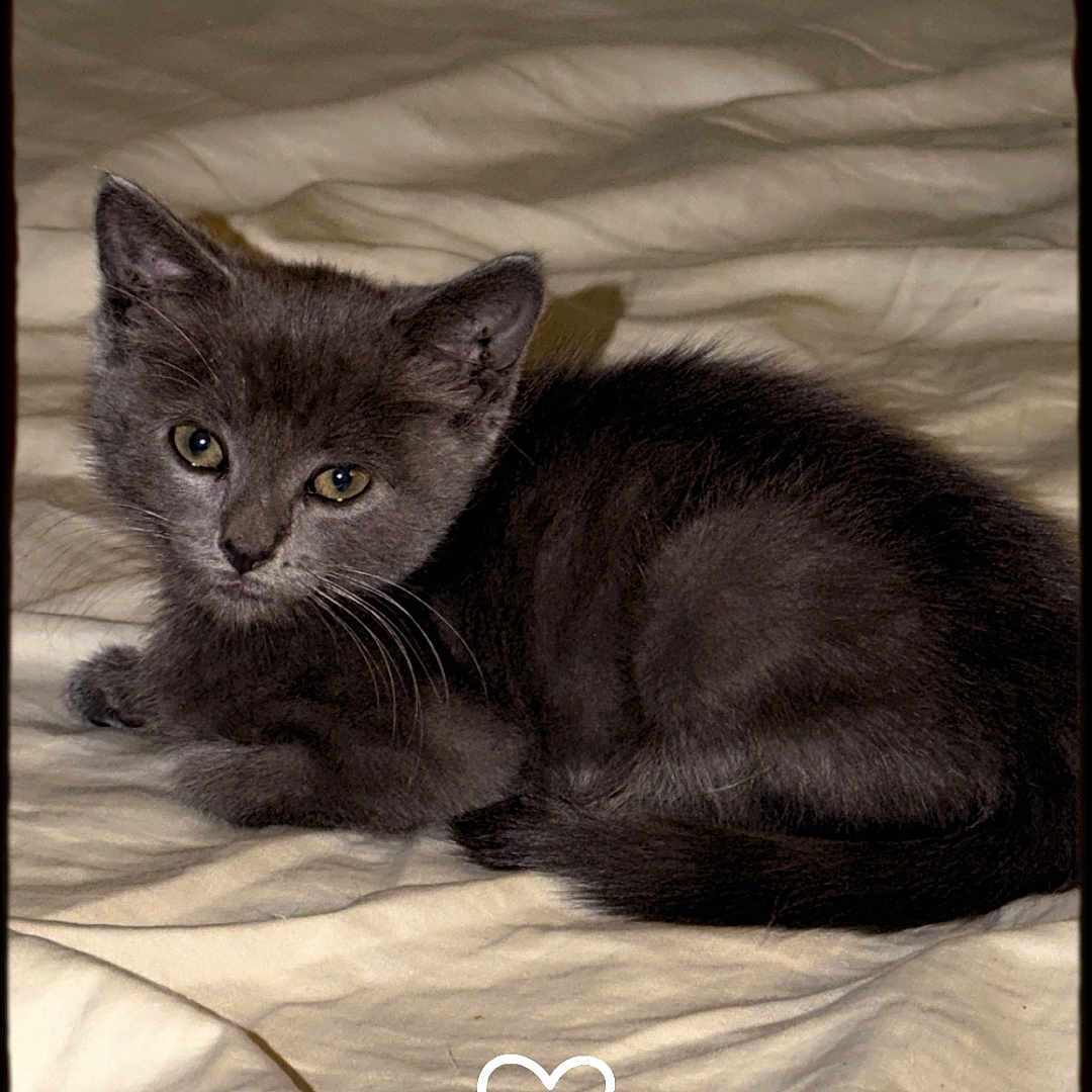 Mittens