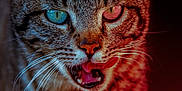 Jinx joined the competition — help win amazing prizes! animal, cat, close_up, colorful, detail, eye, face, fur, heterochromia, macro, mammal, mouth, nose, pet, portrait, tabby, tongue, vibrant, whiskers, wildlife